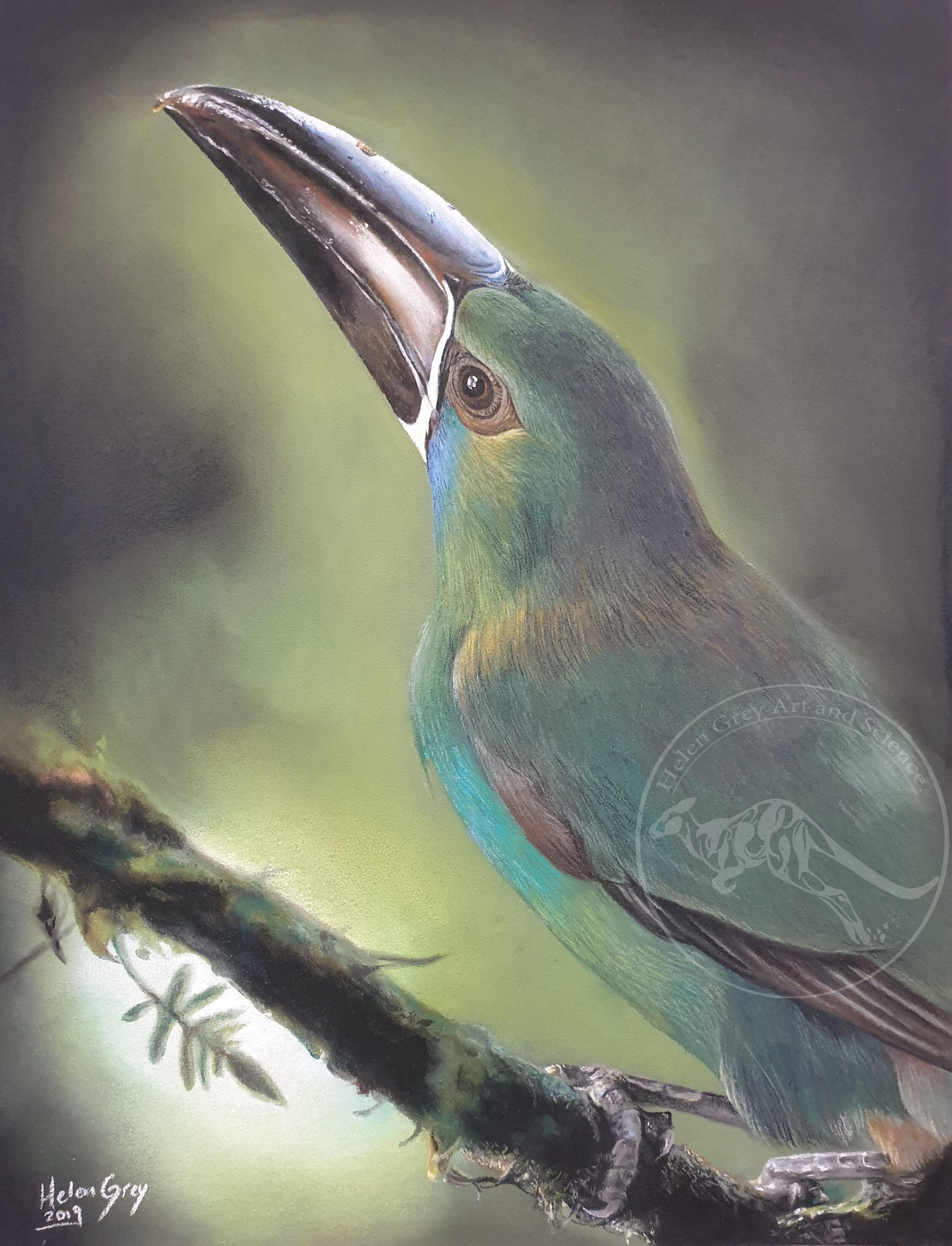 "Green toucanet," Limited Edition prints