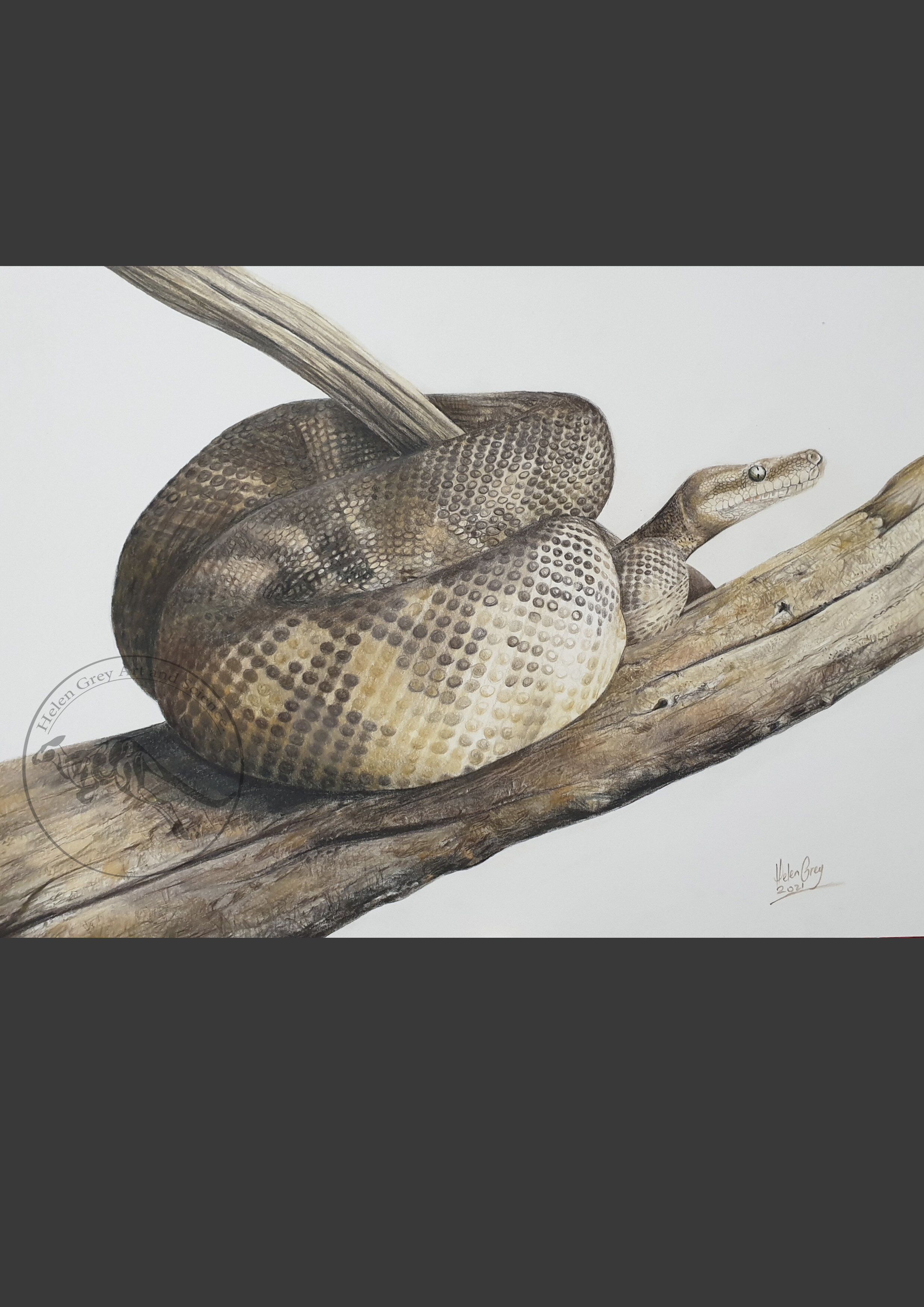 "Cynthia," rough-scaled python Limited Edition print