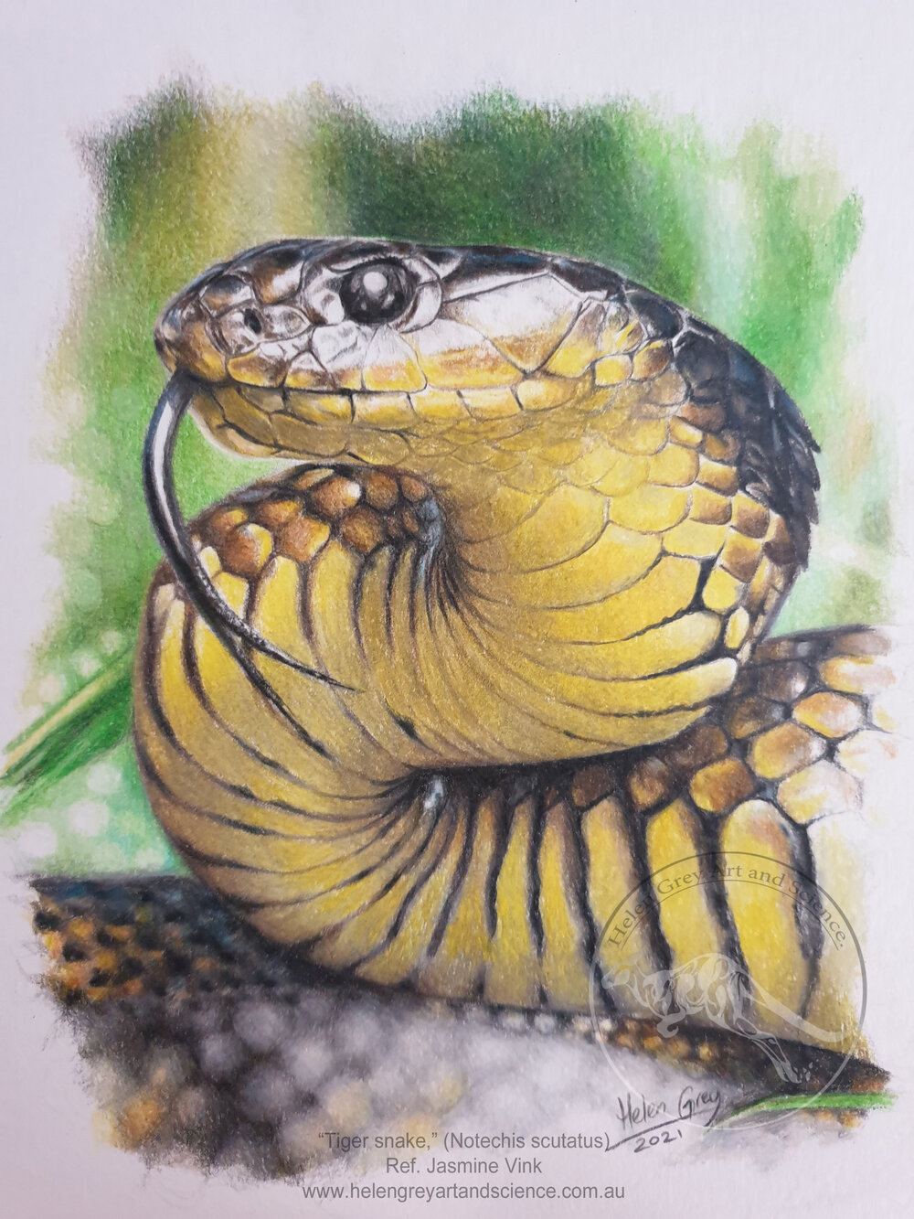 Tiger snake,