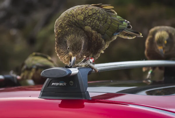 Nestor notabilis - You turn your back for just one second….