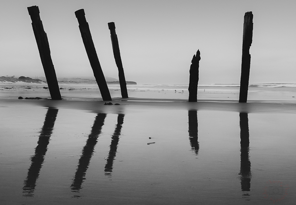 Stoic Timbers - The last of there kind on this beach…