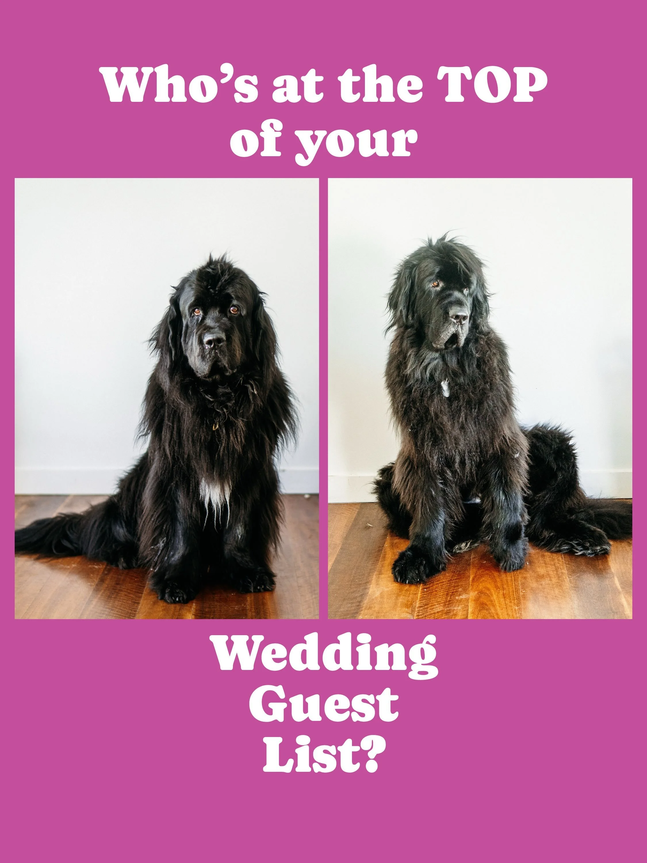 **WHO&rsquo;S AT THE TOP OF YOUR WEDDING GUEST LIST? 🐾**

Because if your dog isn&rsquo;t invited, is it even a wedding?
As a ridiculously obsessed dog mum to two 50kg Newfoundlands, I&rsquo;m firmly of the opinion that four-legged guests deserve VI