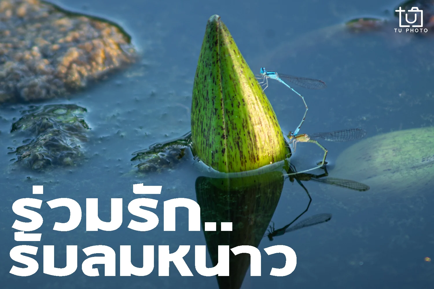 ร่วมรักรับลมหนาว
