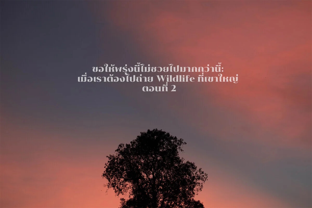 ขอให้พรุ่งนี้ไม่ซวยไปมากกว่านี้: เมื่อเราต้องไปถ่าย Wildlife ที่เขาใหญ่ ตอนที่2