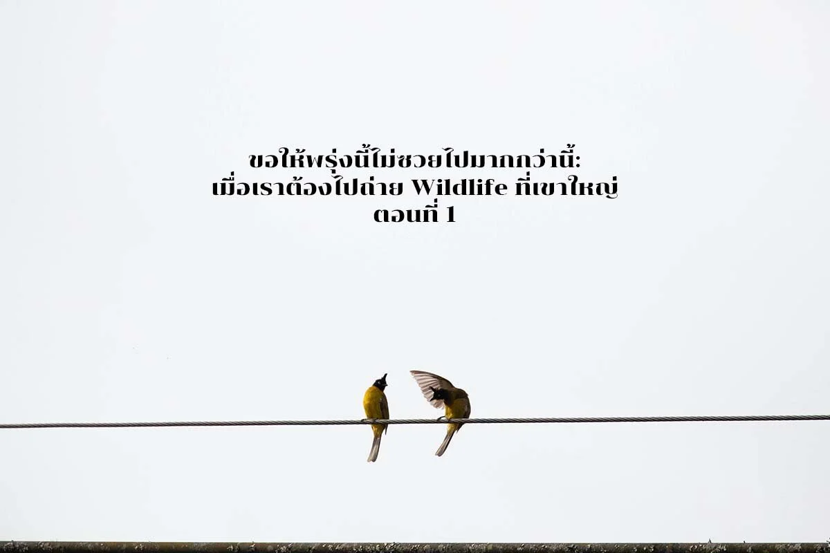 ขอให้พรุ่งนี้ไม่ซวยไปมากกว่านี้: เมื่อเราต้องไปถ่าย Wildlife ที่เขาใหญ่ ตอนที่1