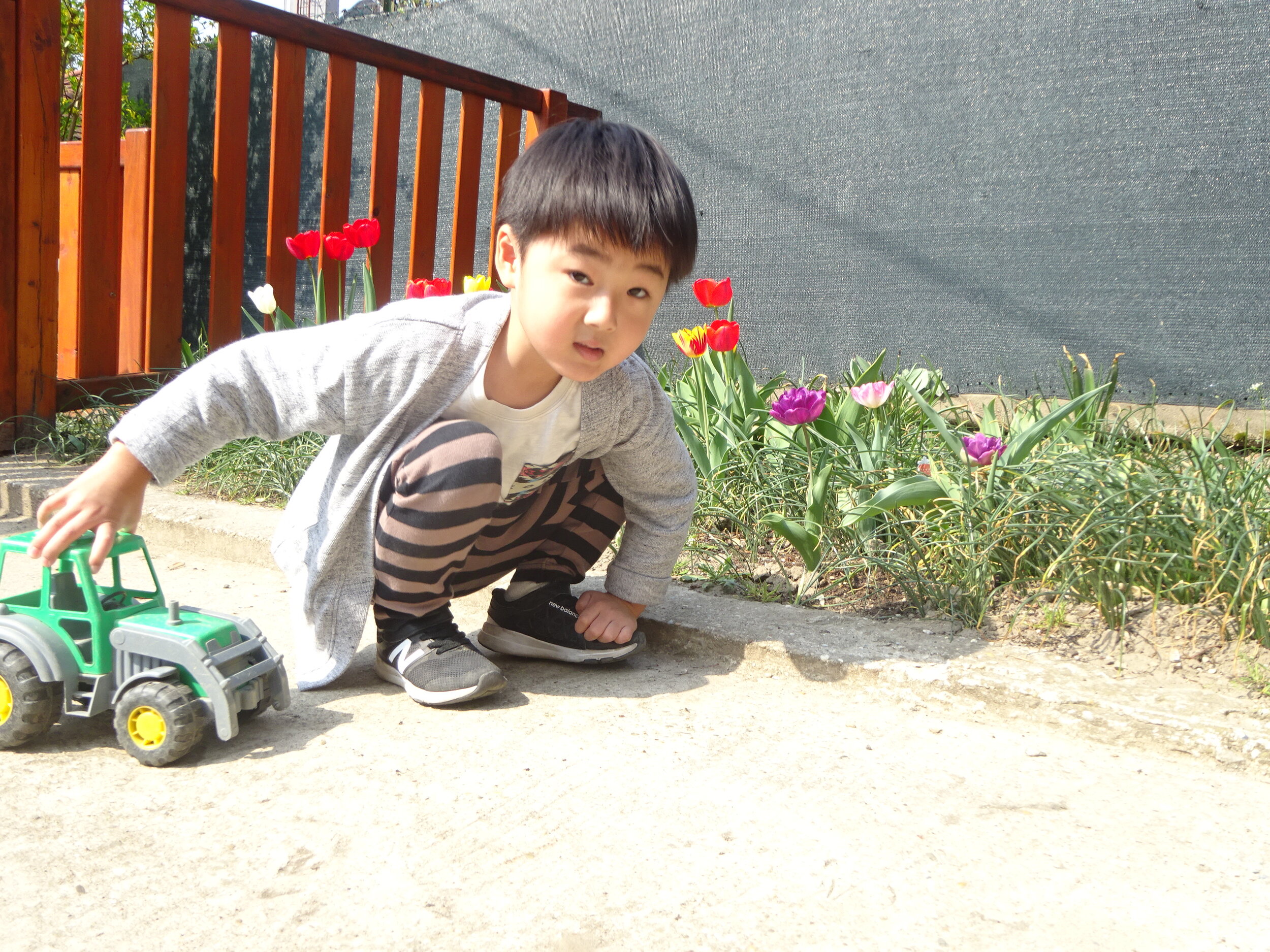 Boy Driving Toy Tractor in front of Flower Bed