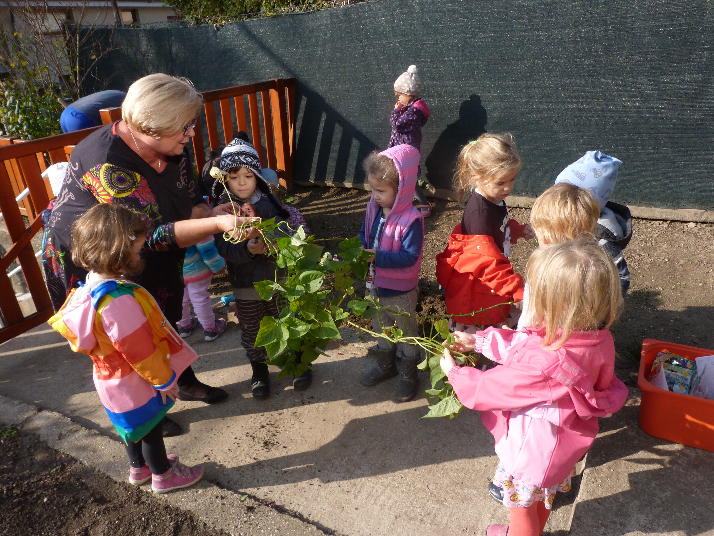 Teacher Showing Vines in Vegetable Garden