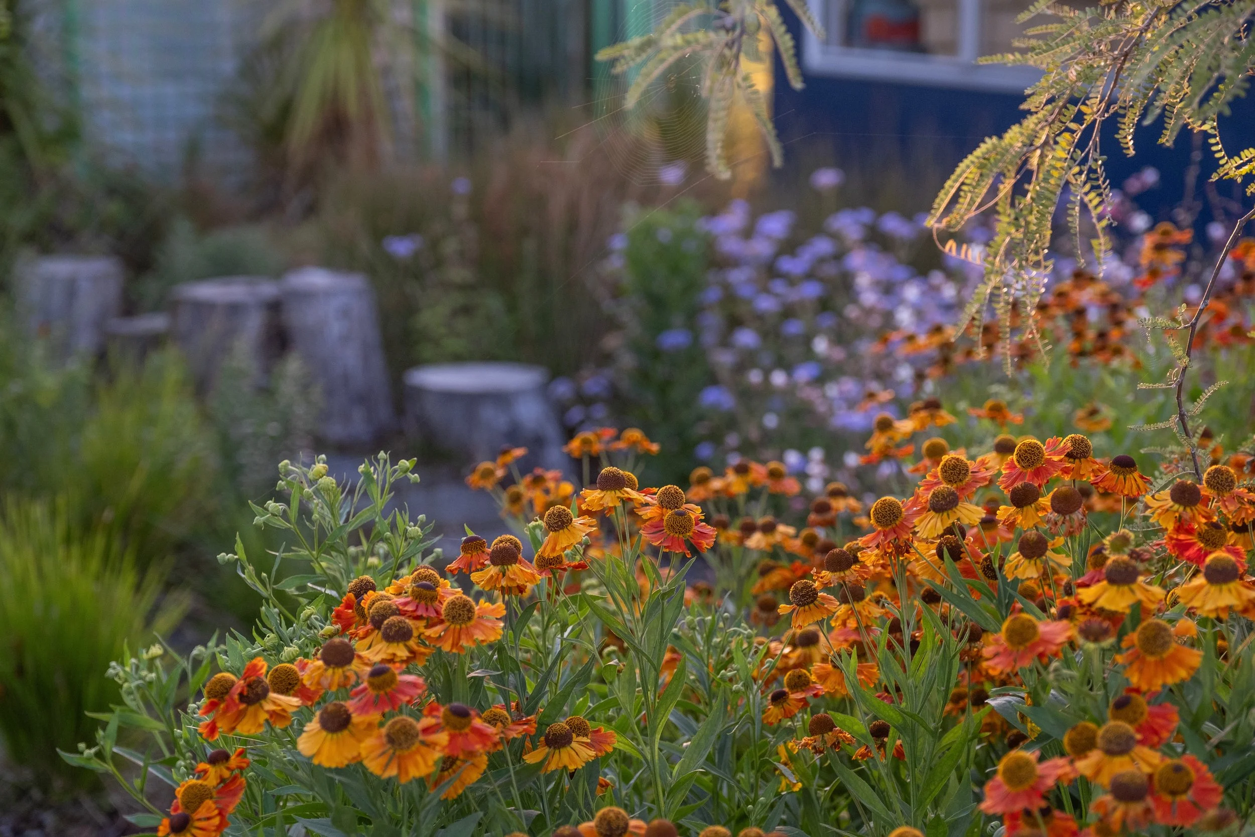 New Zealand native and perennial garden planting design Auckland