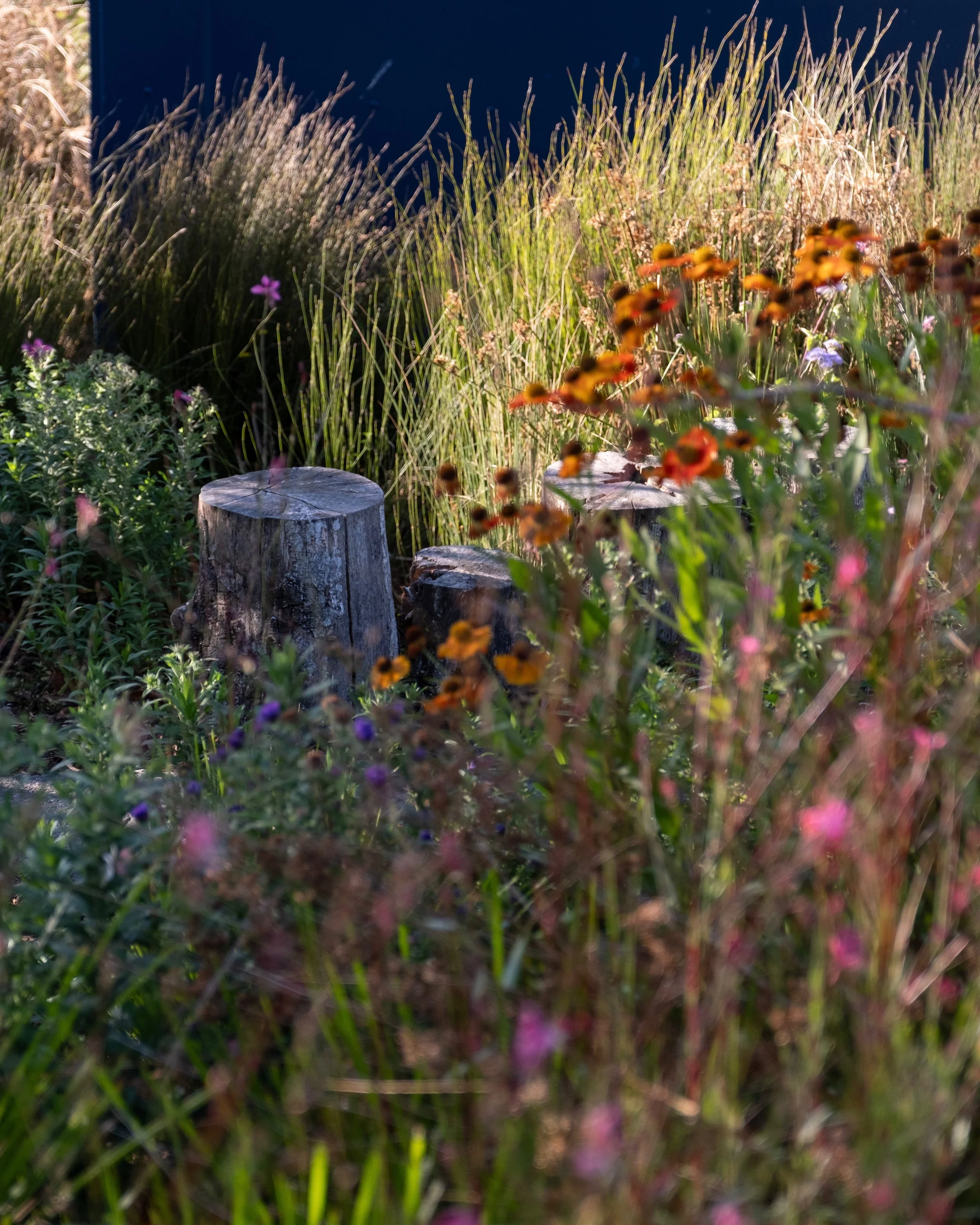 Native and perennial planting design revitalisation Auckland New Zealand