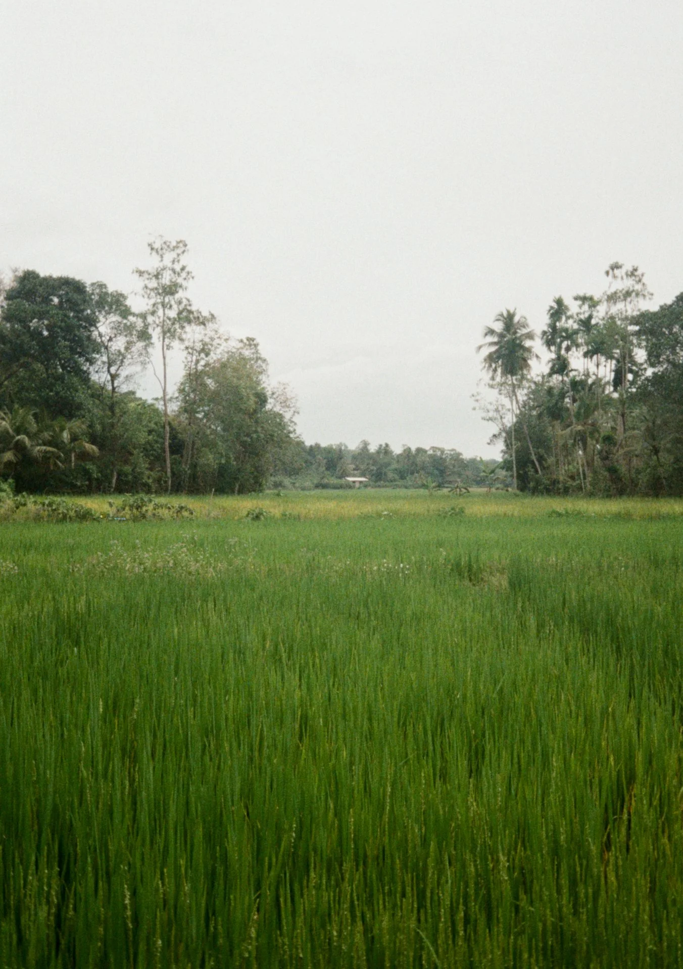 Pip 35mm-66.jpg