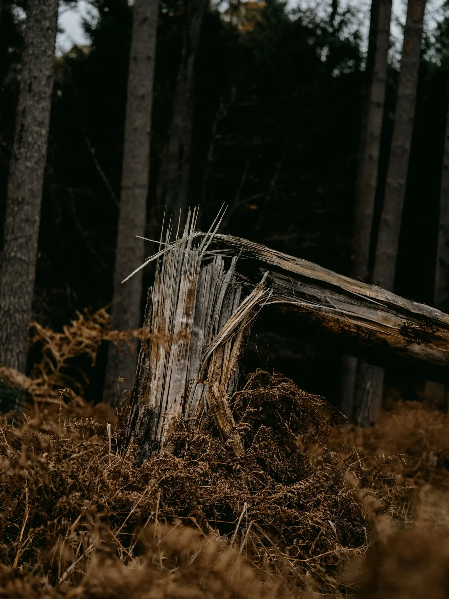 Tao und Trauma: Hilfe durch Qi Gong und Meditation 