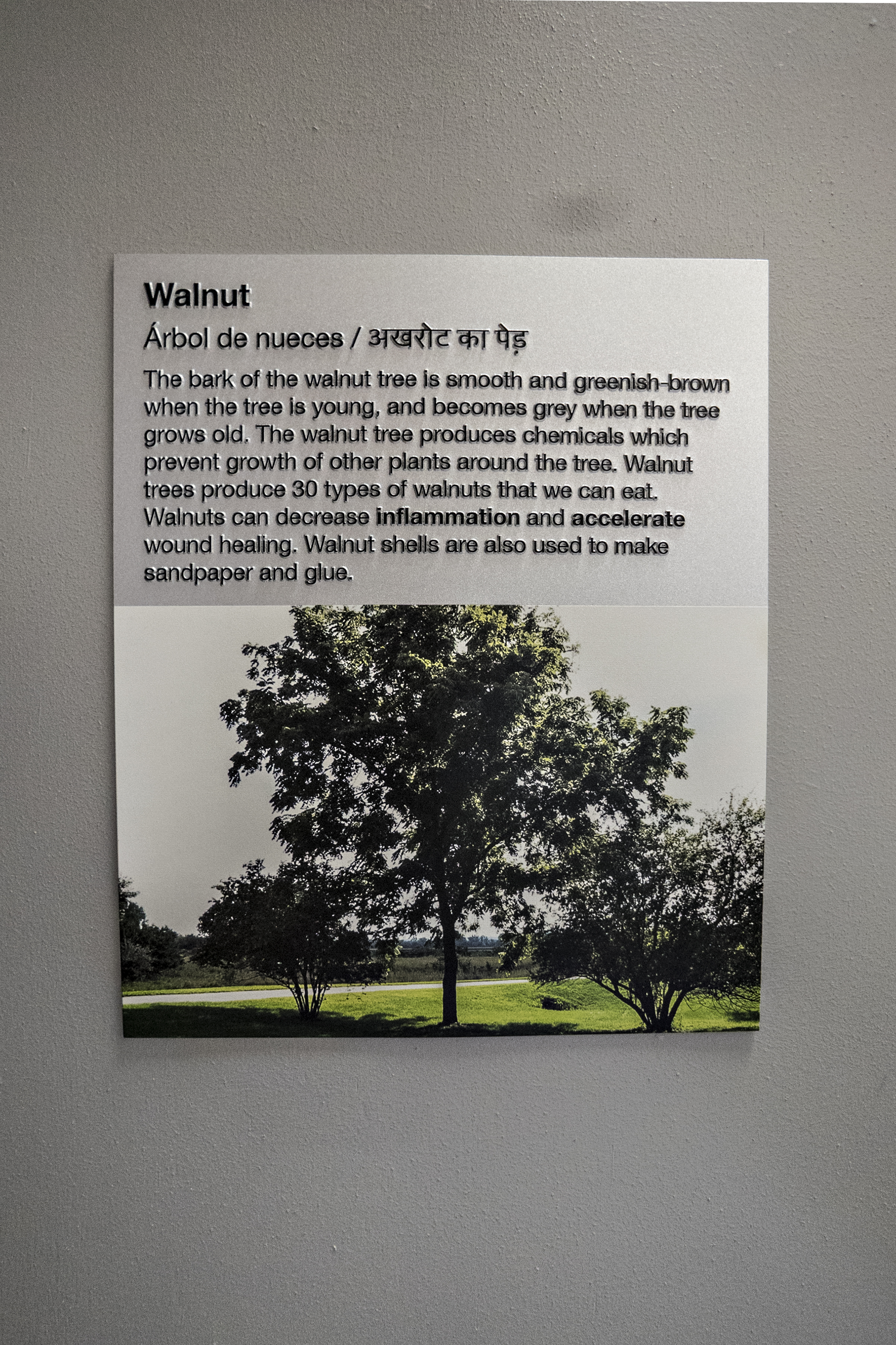  Located at the entrance to each classroom, this sign talks about the native tree that the classroom was named after. 