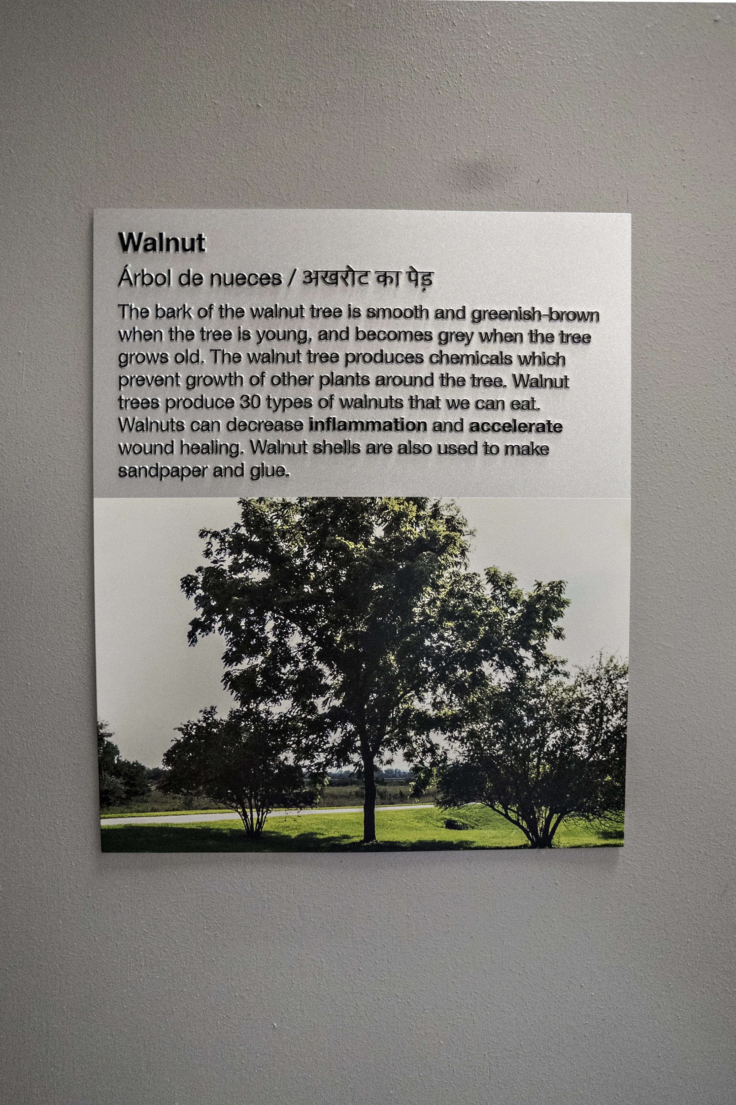 Located at the entrance to each classroom, this sign talks about the native tree that the classroom was named after.