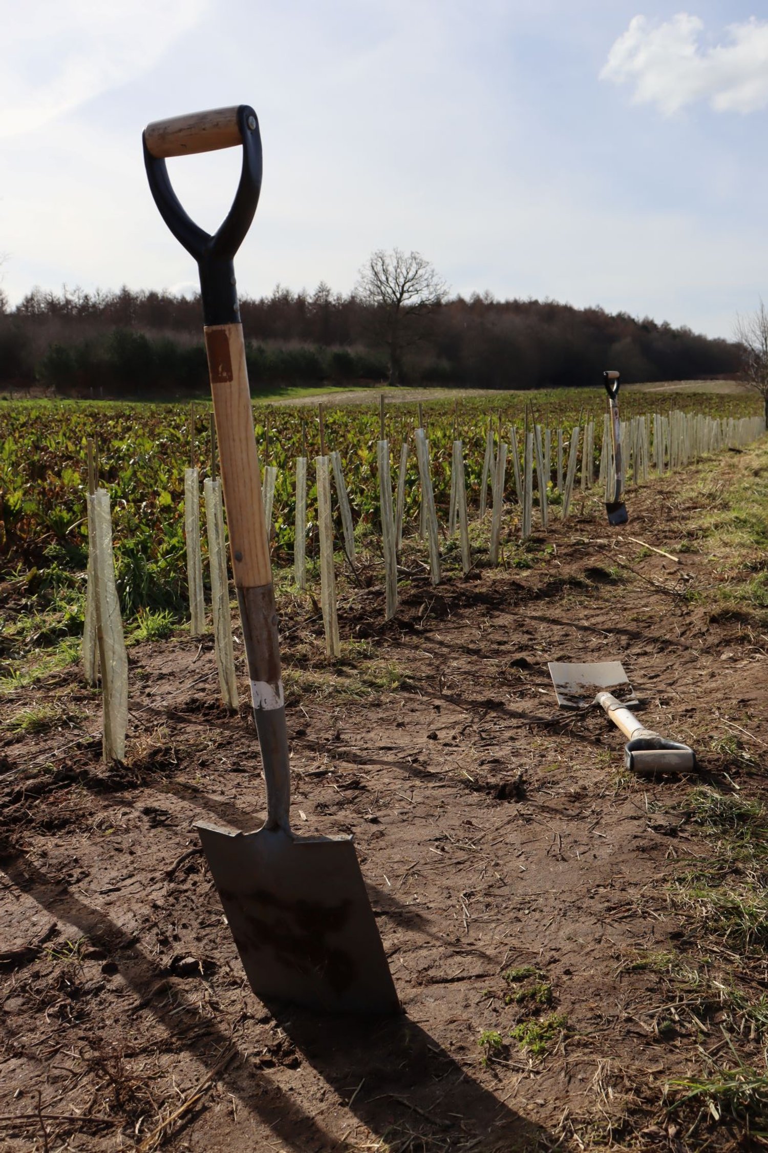 Spade in front of newly planted hedgerow.JPG