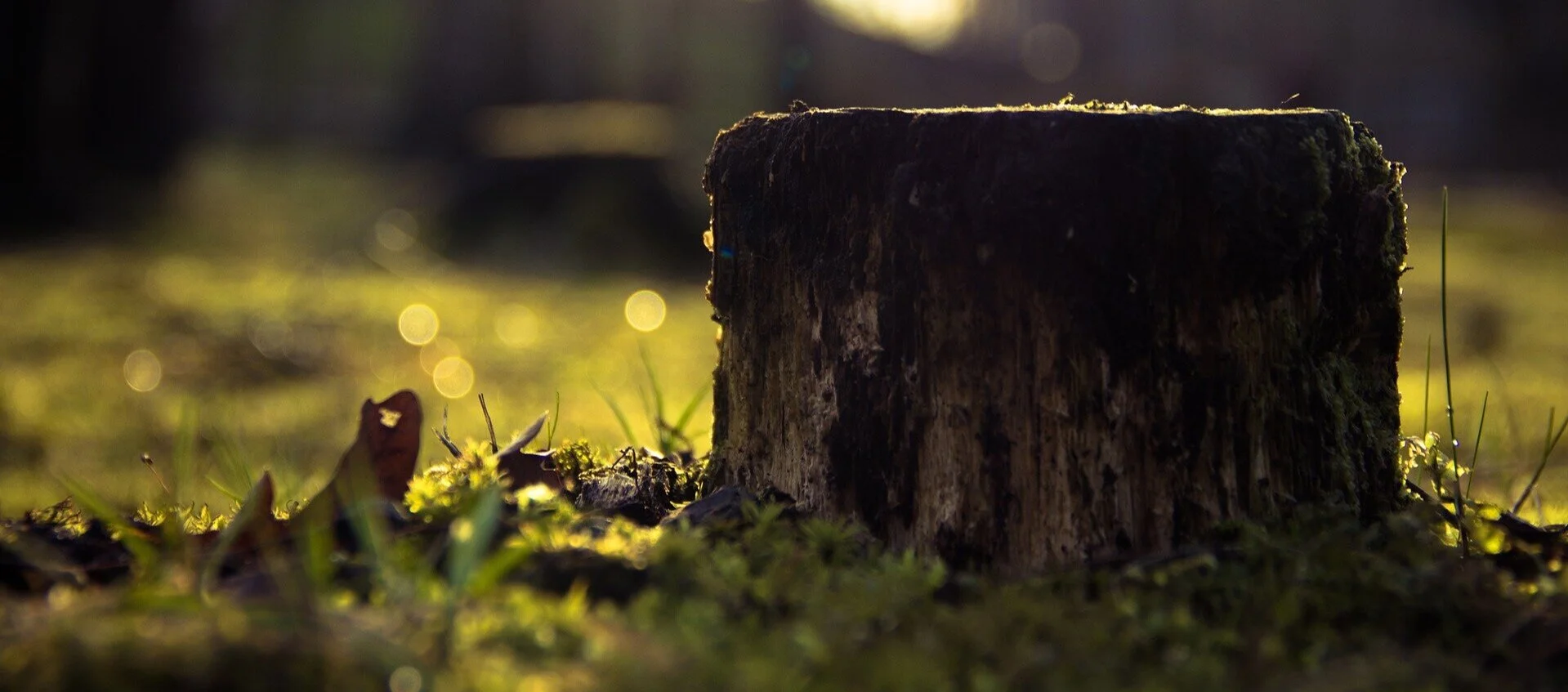 Should-You-Get-Rid-of-a-Tree-Stump.jpg