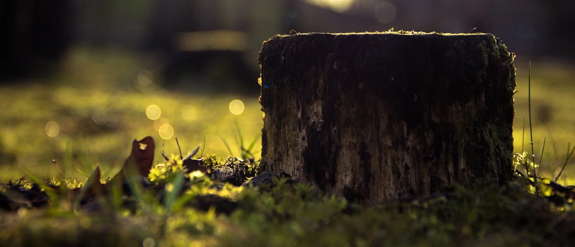Should-You-Get-Rid-of-a-Tree-Stump.jpg