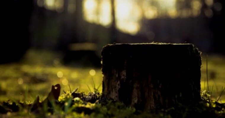 tree-stump.jpg