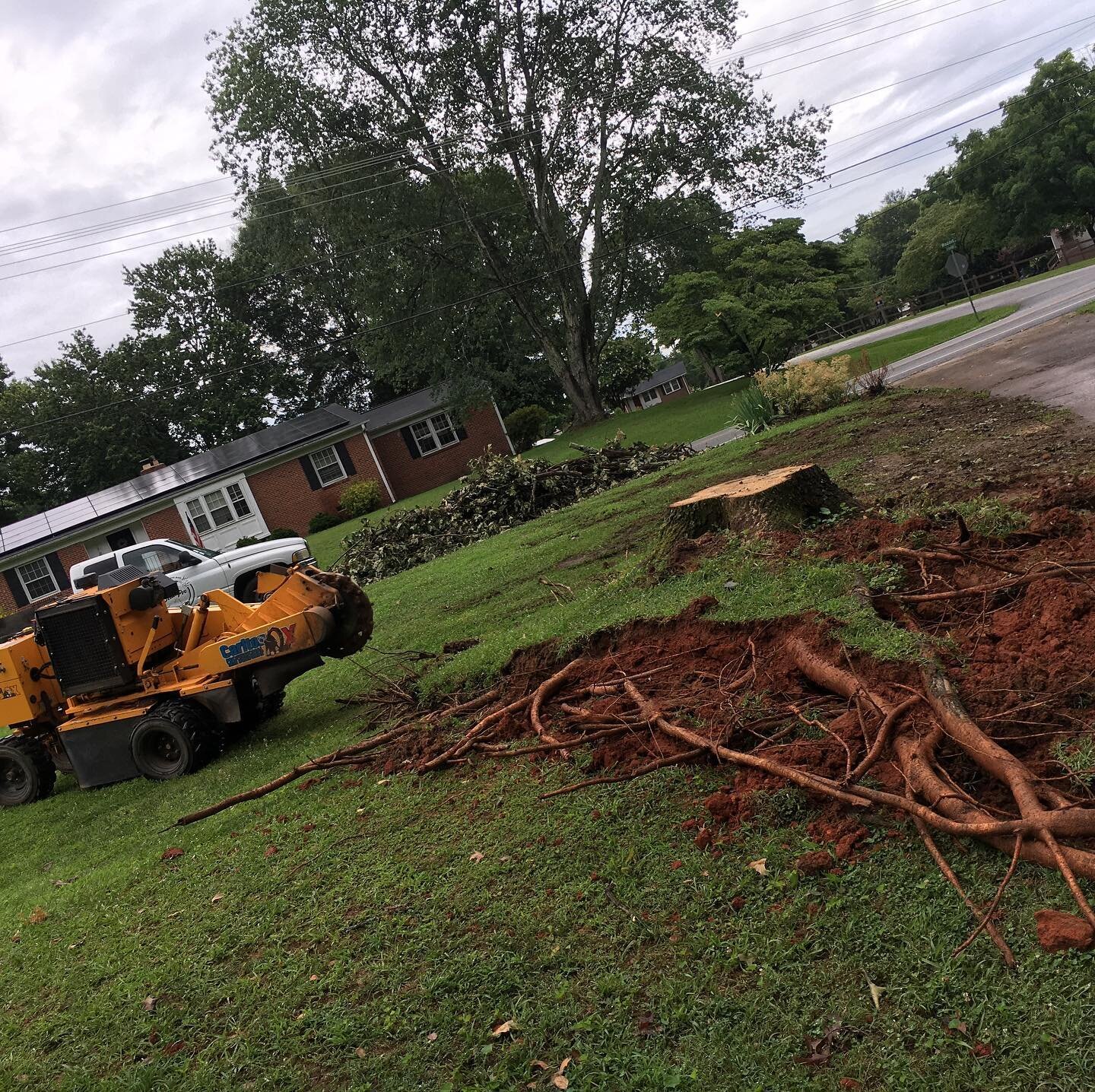 See the transformation of a recently fallen tree!