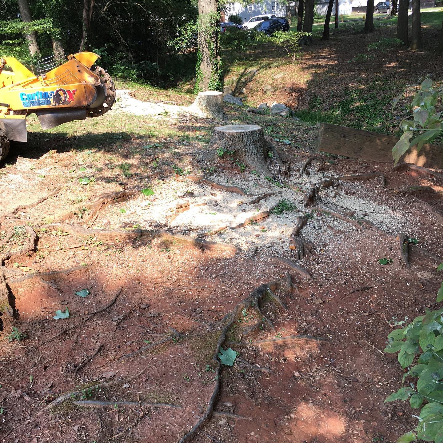 Chase out those roots! And stumps always produce a lot of mulch!