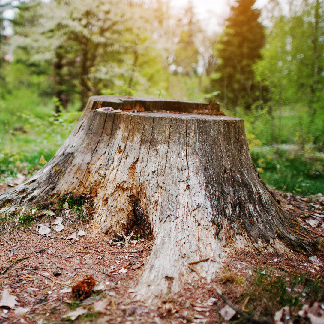 Are You Overpaying For Stump Grinding?