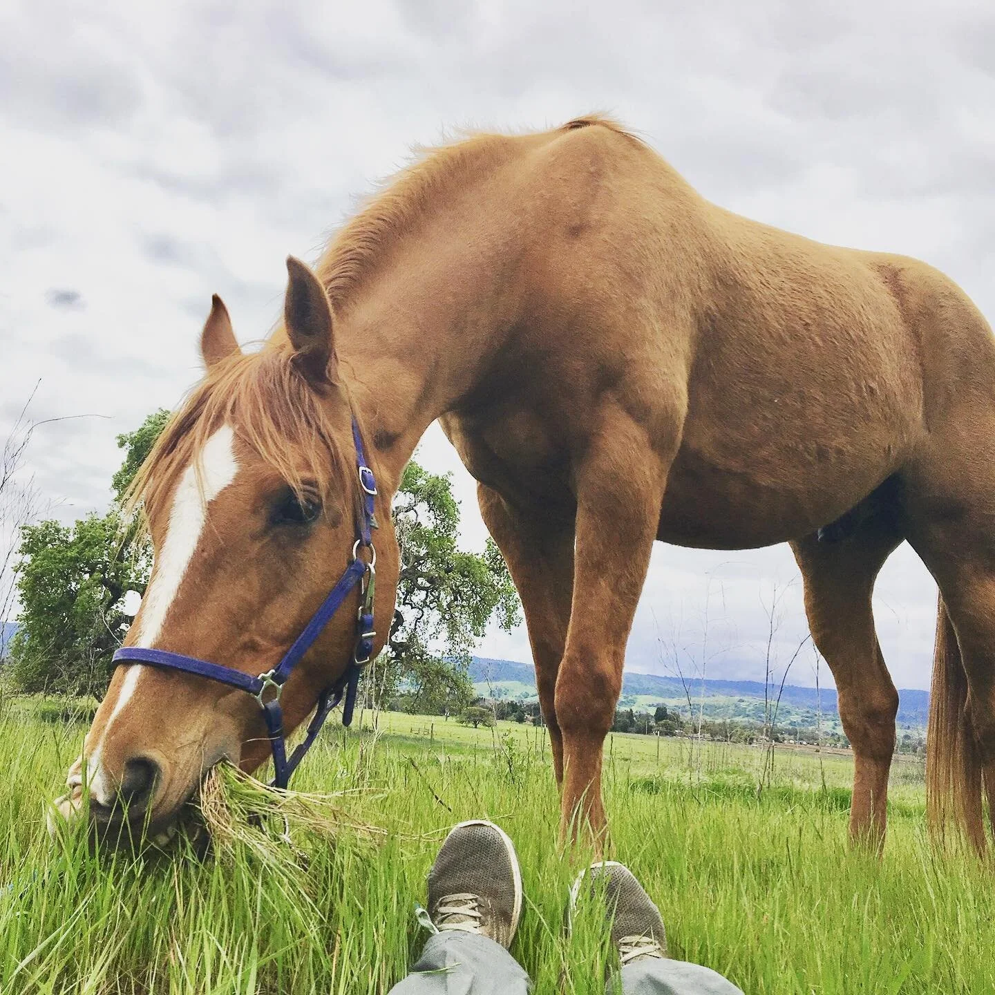 I just did my first Animal Communication + Healing reading on a horse that had to be evacuated from the California fires in a pretty traumatic experience. 🔥

He has not been himself the past few weeks - fighting with other horses when he is usually 