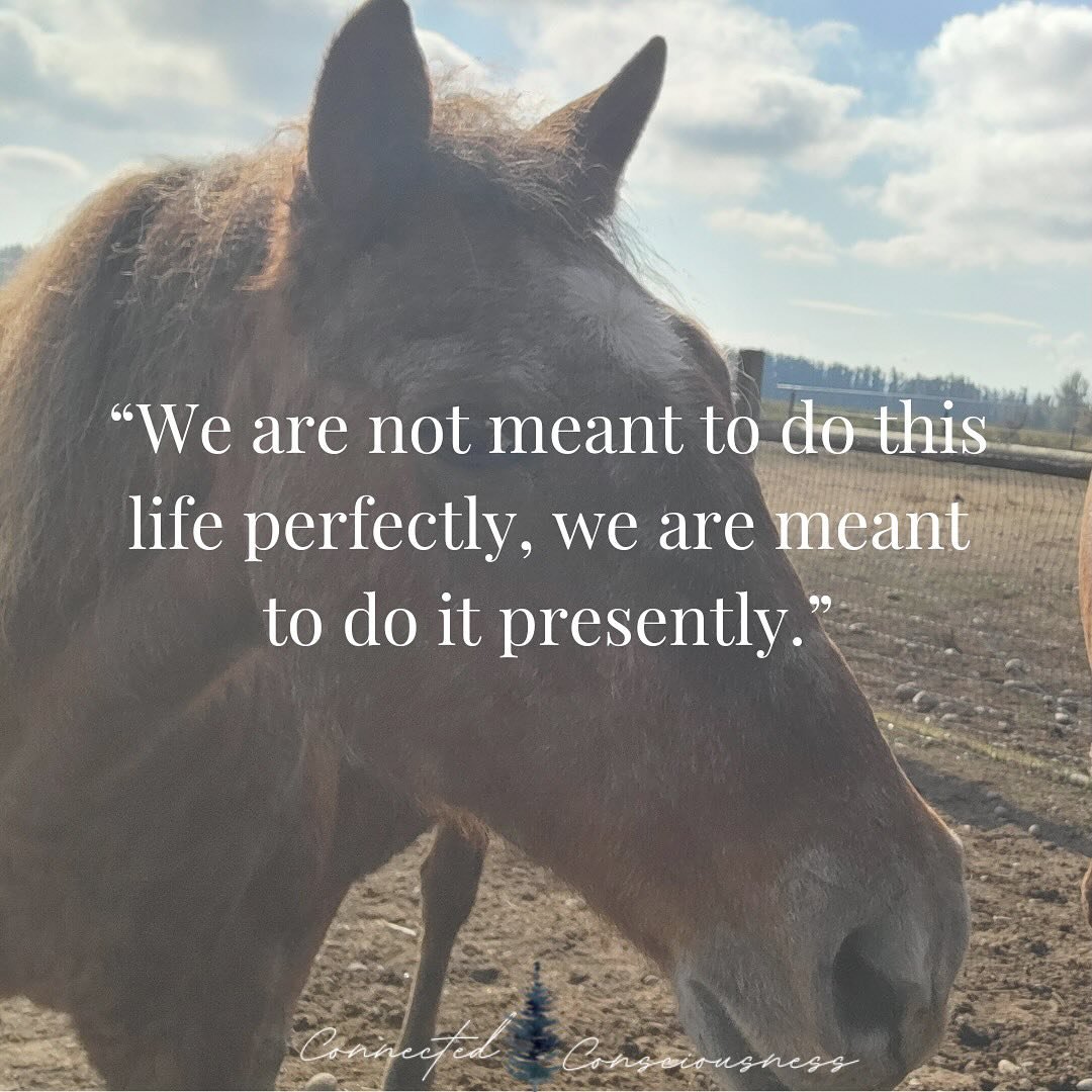 Incredible wisdom brought to you today by this sweet mare, Grace!

These are two of the quotes from the various messages I shared of hers in the latest podcast episode (Lessons from our Animals). 

I cannot get enough of these and I want the world to