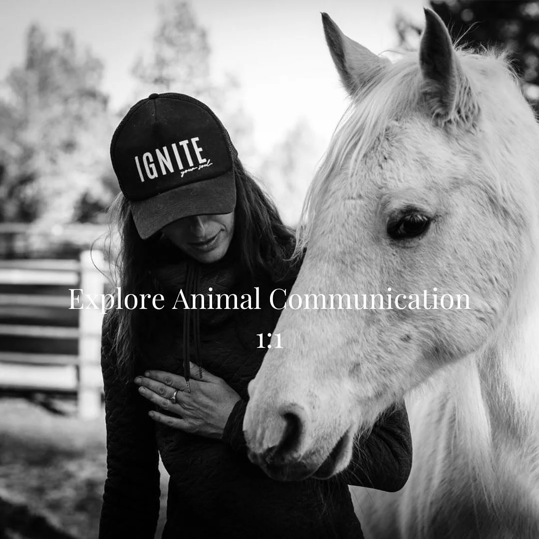 The second 1:1 container I offer is Explore Animal Communication. 

In this container we focus our time and attention on you acknowledging, becoming comfortable with and using your own innate gift of animal communication. We will take the time to exp