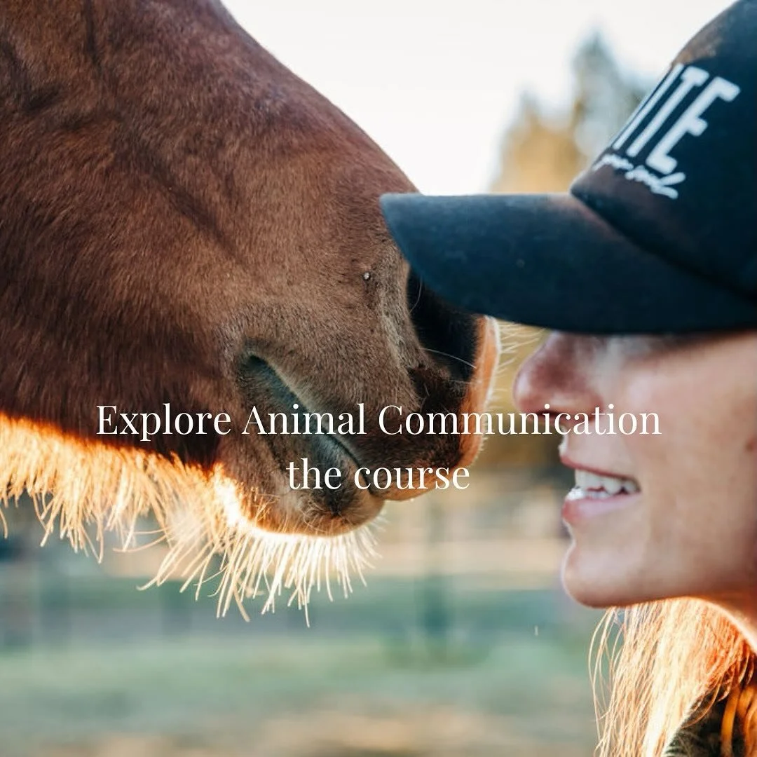 The last thing I want to introduce you is the Explore Animal Communication course. 

This is the same great content you receive in the group container or 1:1 container in a pre-recorded, go at your own pace package. 

In this course you will be led t