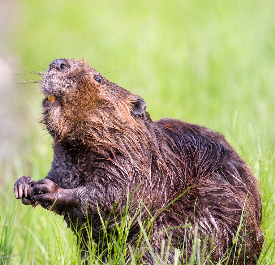 Beaver (2).png