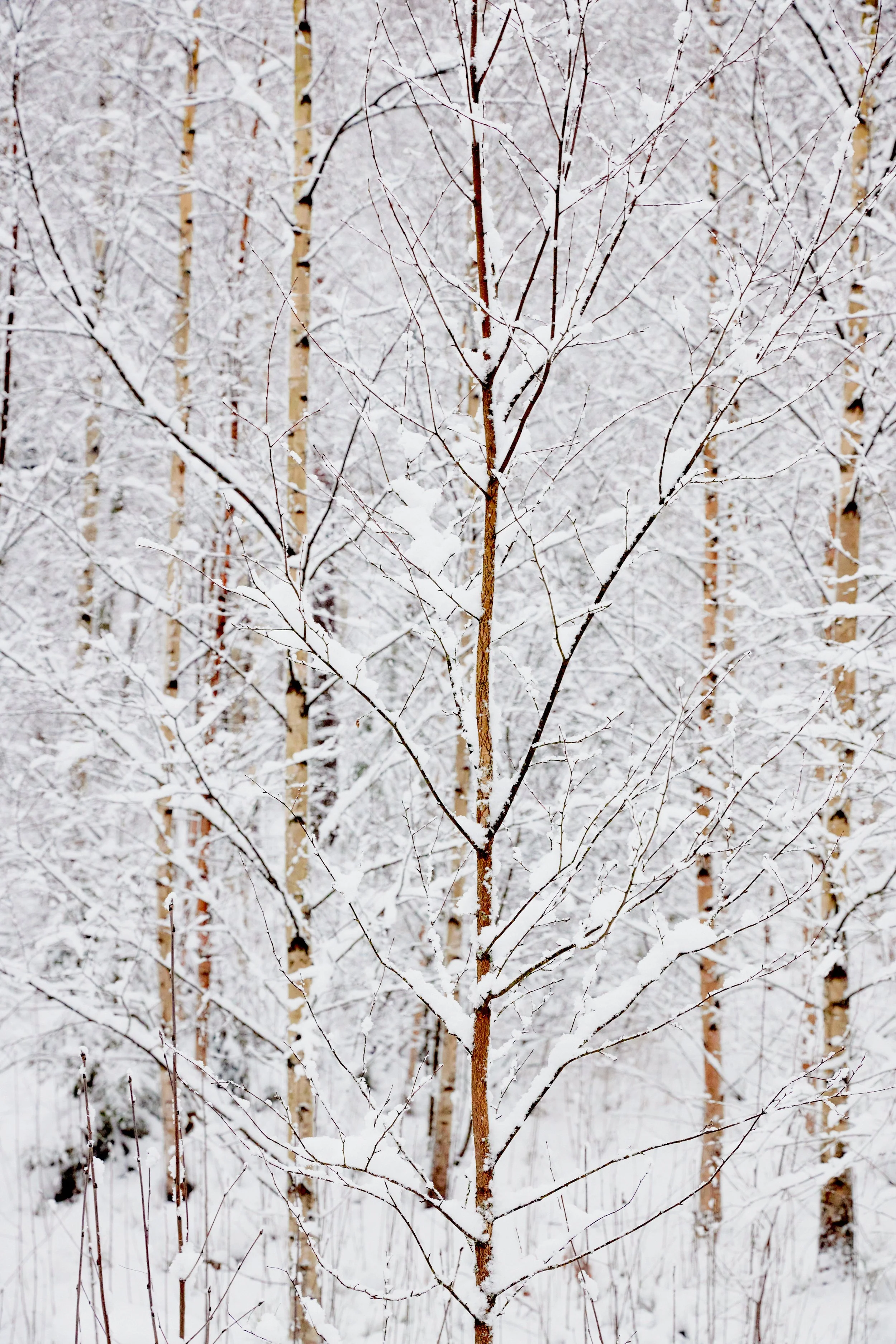 Metsä Forest Test shoot 033.jpg