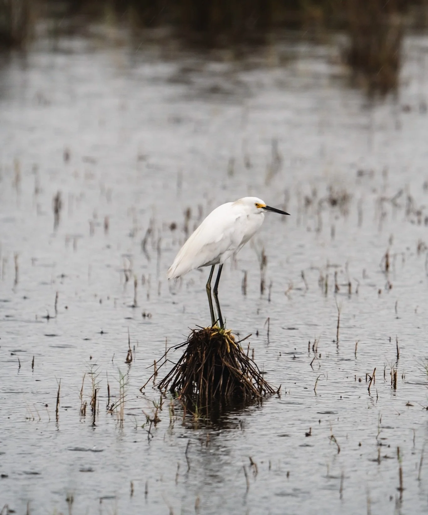 This heat is for the birds!! 🔥 it&rsquo;s so ridiculous outside, I know we all (me and the birds and the young gator I found) were loving the refreshing and calming stormy showers last Tuesday morning! 🙌🏼⛈️