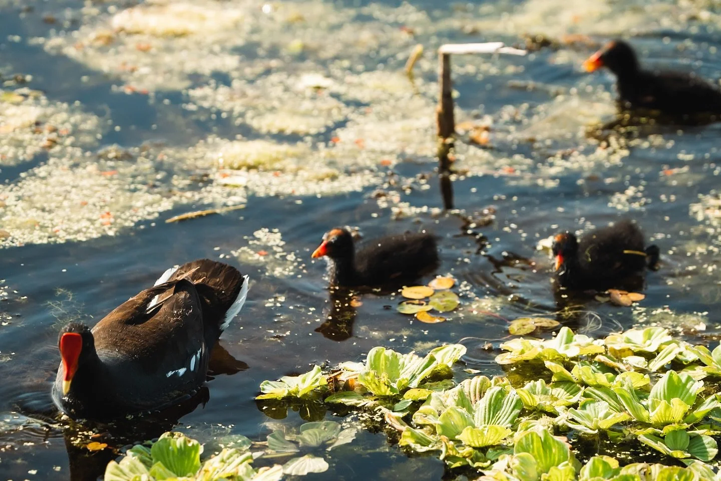 I really should have posted this one for Mother&rsquo;s Day, whoops! - How adorable are the baby gallinules though! 🥰😍