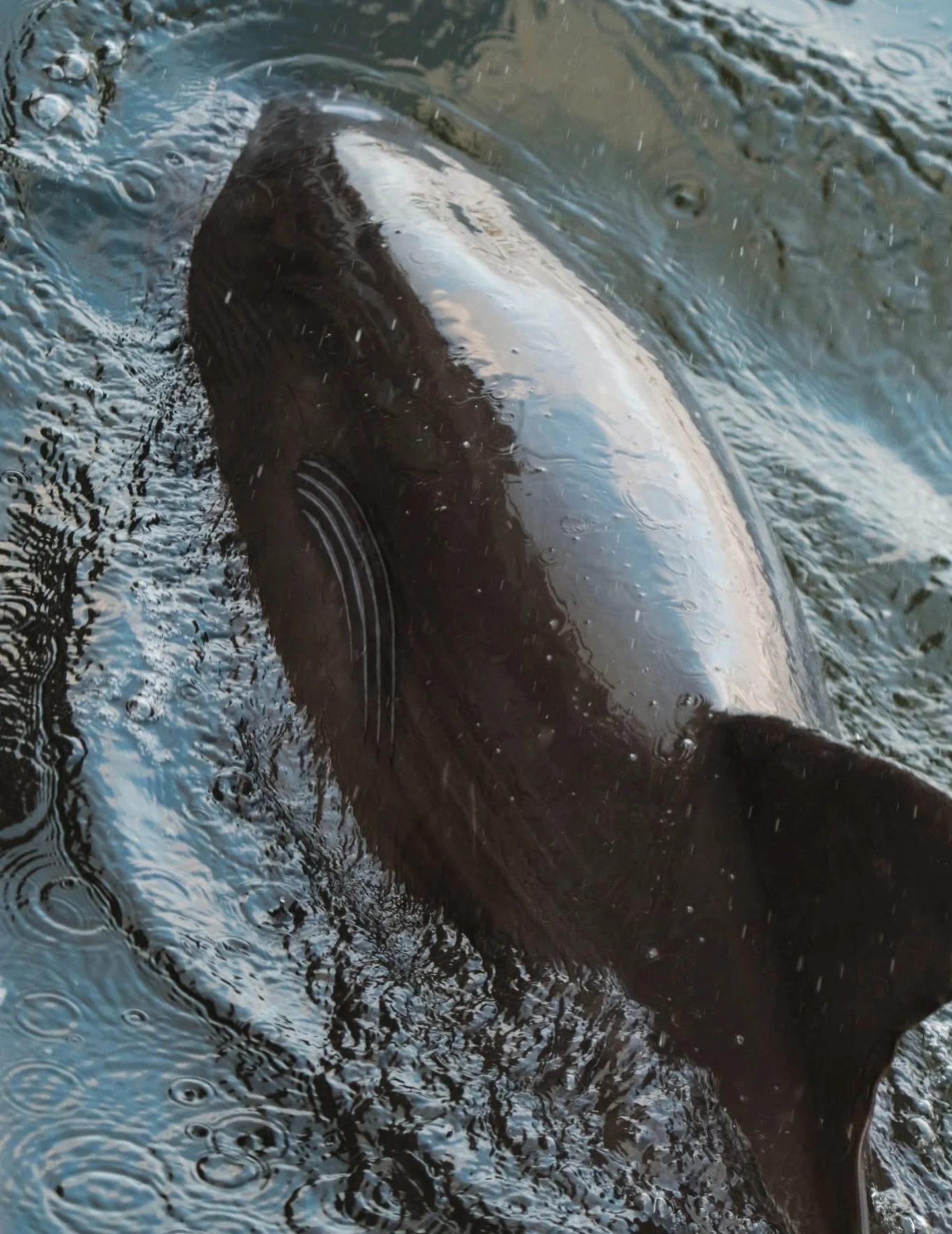 Calling this guy &ldquo;Noah&rdquo; for the rainbow scar on his side. I&rsquo;ll be keeping a closer eye out for him now that I know what to look for! 🩵🐬 #dolphins #florida #naturephotography #titusville #bottlenosedolphin