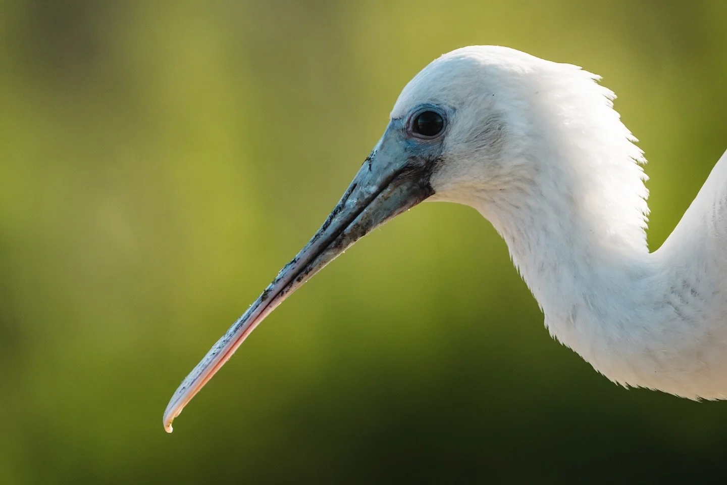 Little baby spoonbill, probably six to eight weeks old? At this size, they&rsquo;re almost ready to fly around and hunt for themselves, but they&rsquo;re happy to keep mooching off of mom and dad for a few more weeks too. They are the whitest pink, b