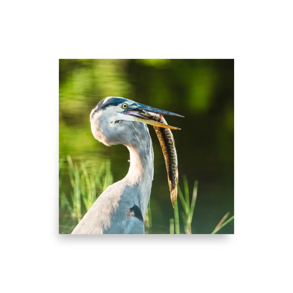 premium-luster-photo-paper-poster-(in)-10x10-front-689231fa75e37.jpg
