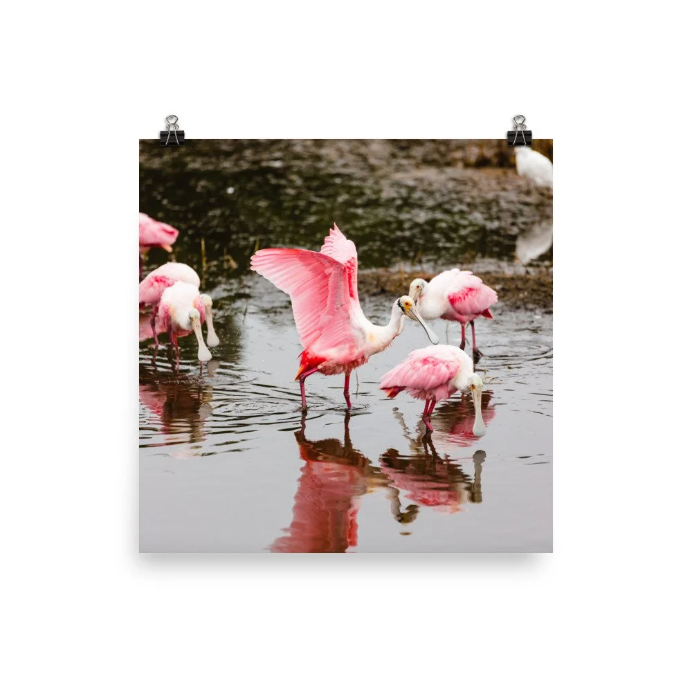 premium-luster-photo-paper-poster-(in)-12x12-transparent-6892442f2b57f.jpg