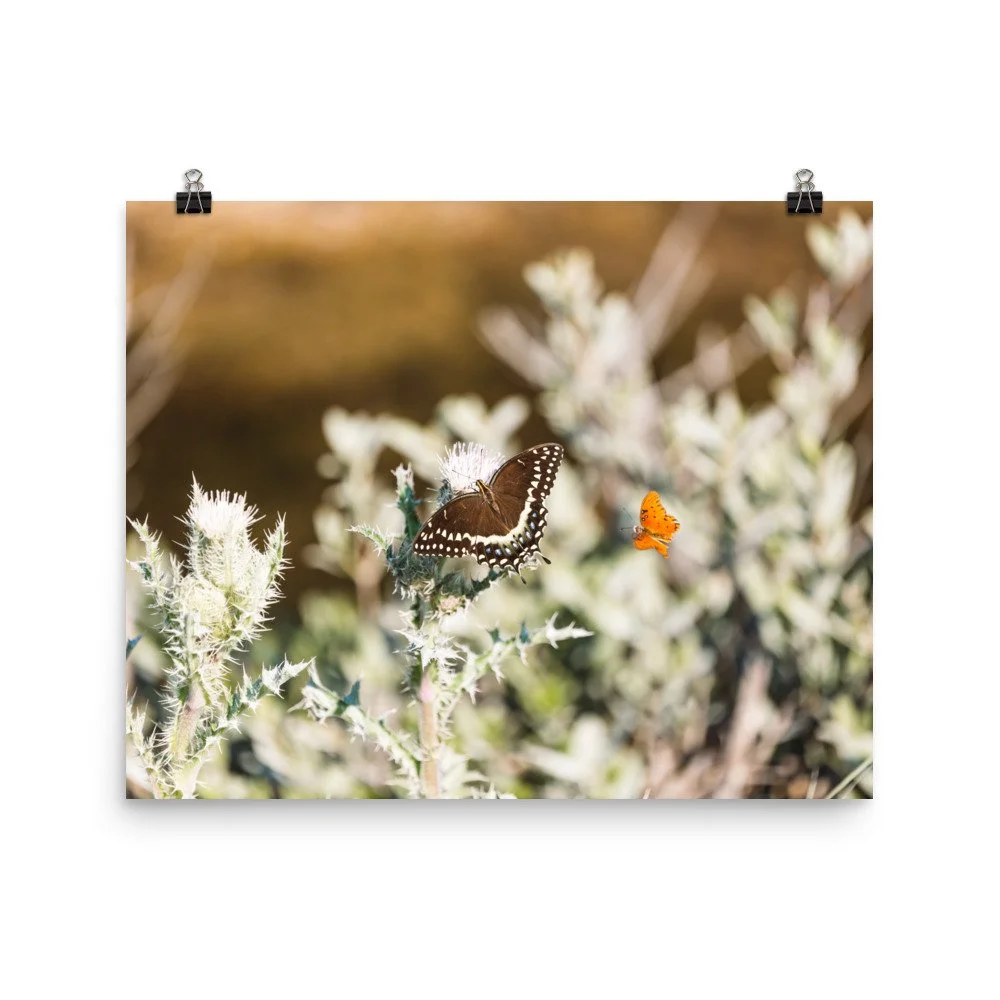 premium-luster-photo-paper-poster-(in)-16x20-transparent-689246d8a4d89.jpg