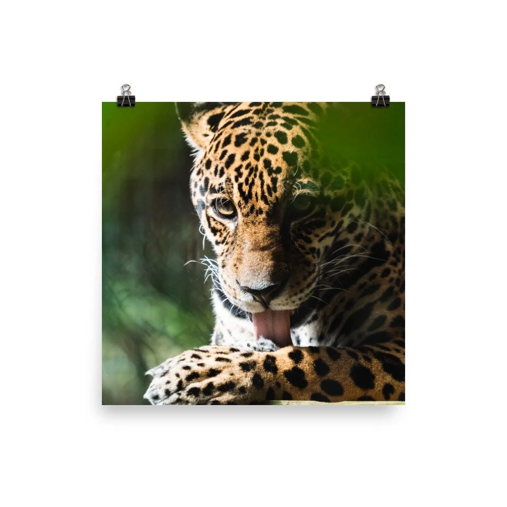 premium-luster-photo-paper-poster-(in)-10x10-transparent-68924d16322b9.jpg