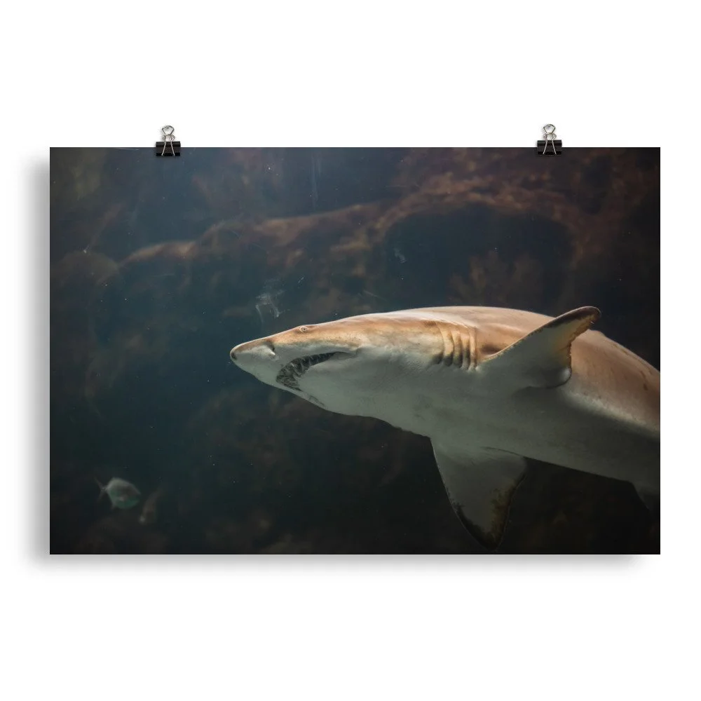premium-luster-photo-paper-poster-(in)-20x30-transparent-68924e1e4a124.jpg