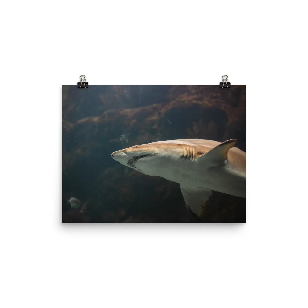 premium-luster-photo-paper-poster-(in)-12x16-transparent-68924e1e4abf6.jpg