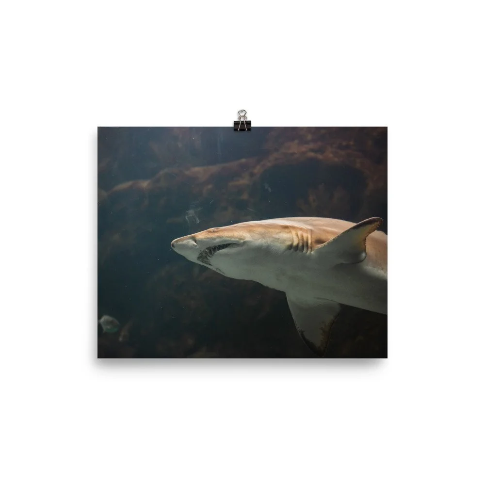premium-luster-photo-paper-poster-(in)-8x10-transparent-68924e1e4b0b6.jpg