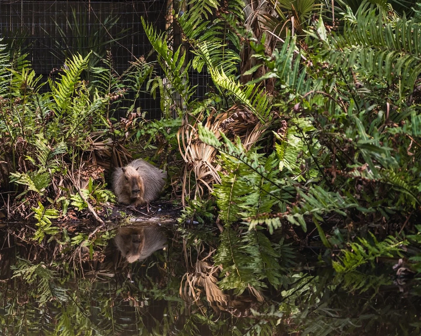 I spy one capybara admiring his reflection ☺️