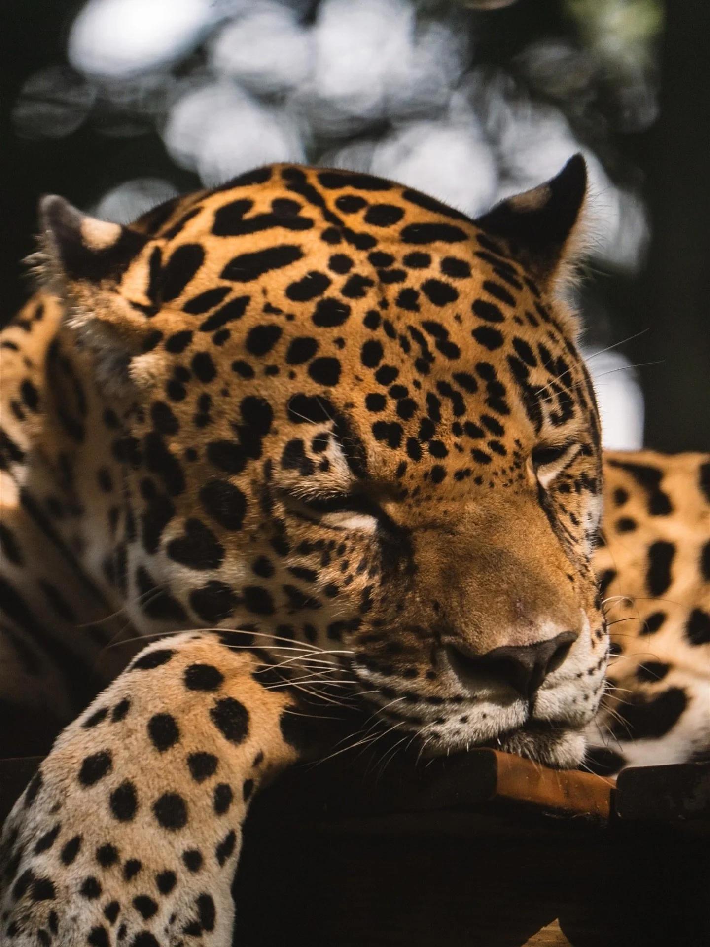 New Jaguar in town 😍 Kahn is such a handsome boy! Can&rsquo;t wait to see more of him and Lua at the @brevardzoo!