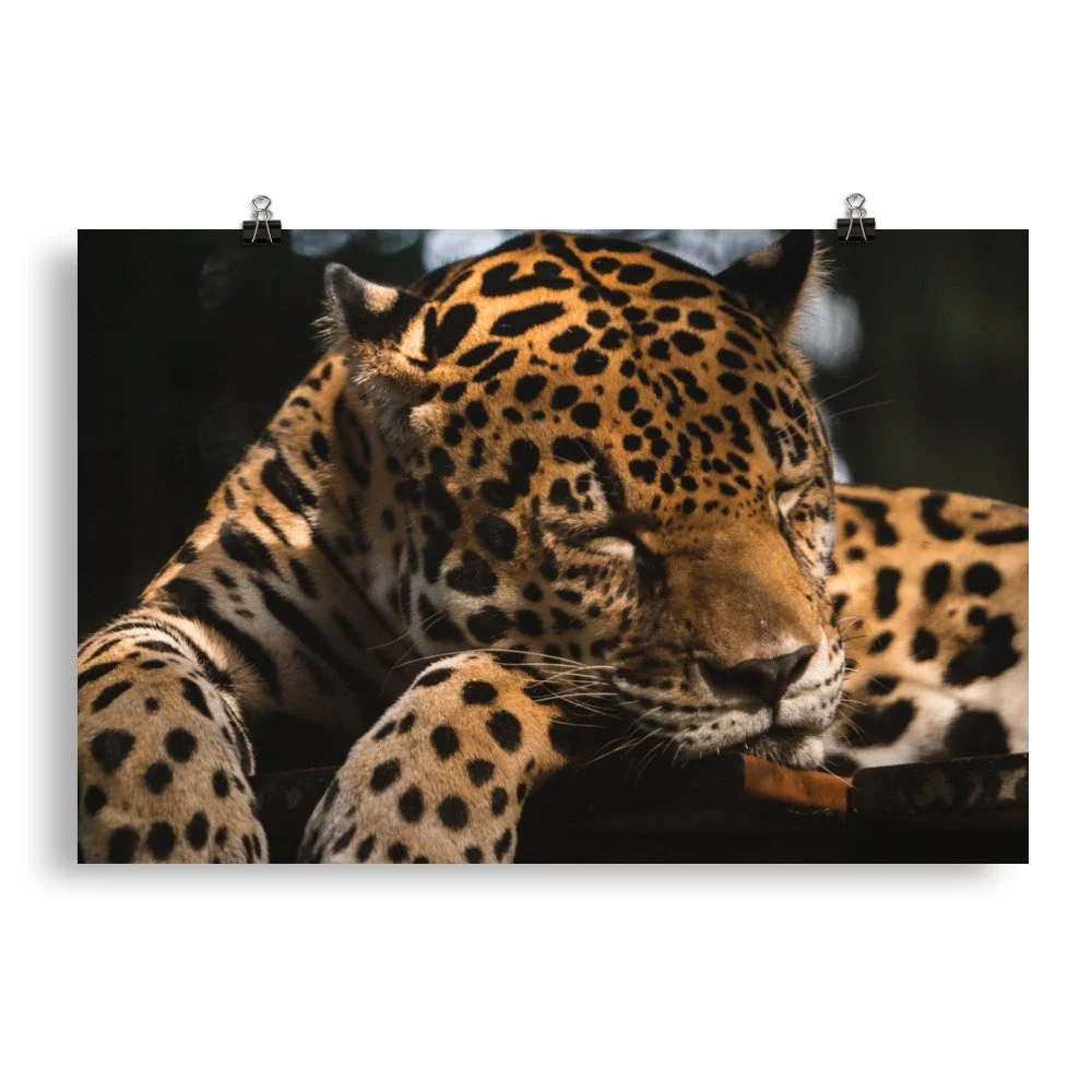 premium-luster-photo-paper-poster-(in)-20x30-transparent-68d2c18f945ee.jpg