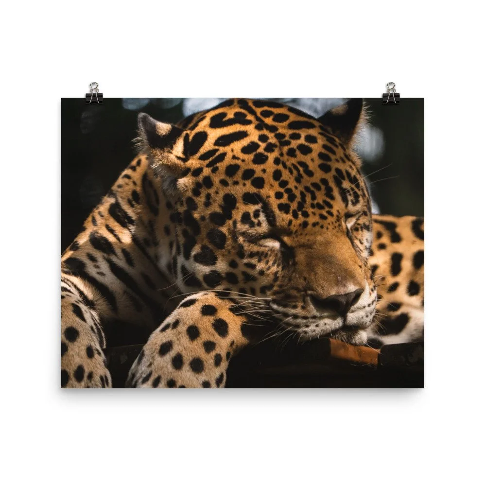 premium-luster-photo-paper-poster-(in)-16x20-transparent-68d2c18f94f63.jpg
