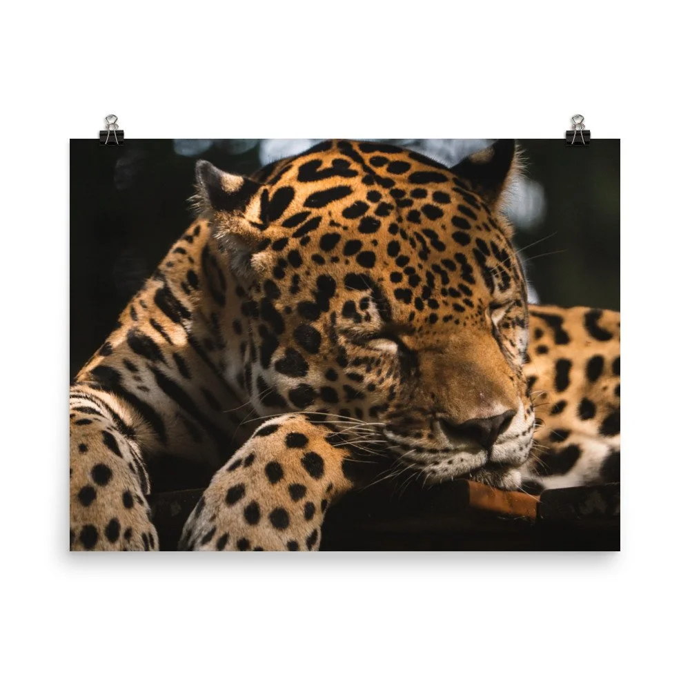 premium-luster-photo-paper-poster-(in)-18x24-transparent-68d2c18f9500c.jpg