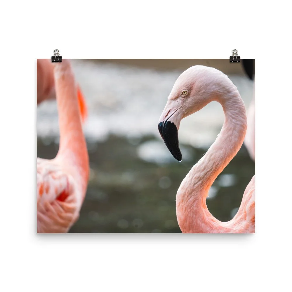 premium-luster-photo-paper-poster-(in)-16x20-transparent-68d2c34783ad9.jpg
