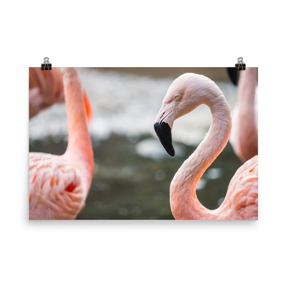 premium-luster-photo-paper-poster-(in)-24x36-transparent-68d2c34783c06.jpg