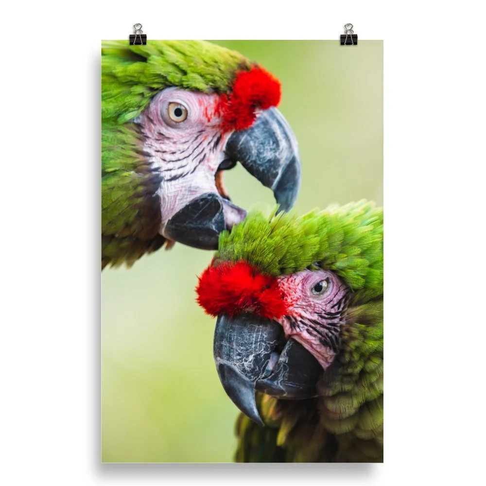 premium-luster-photo-paper-poster-(in)-20x30-transparent-68d2c52a460c1.jpg