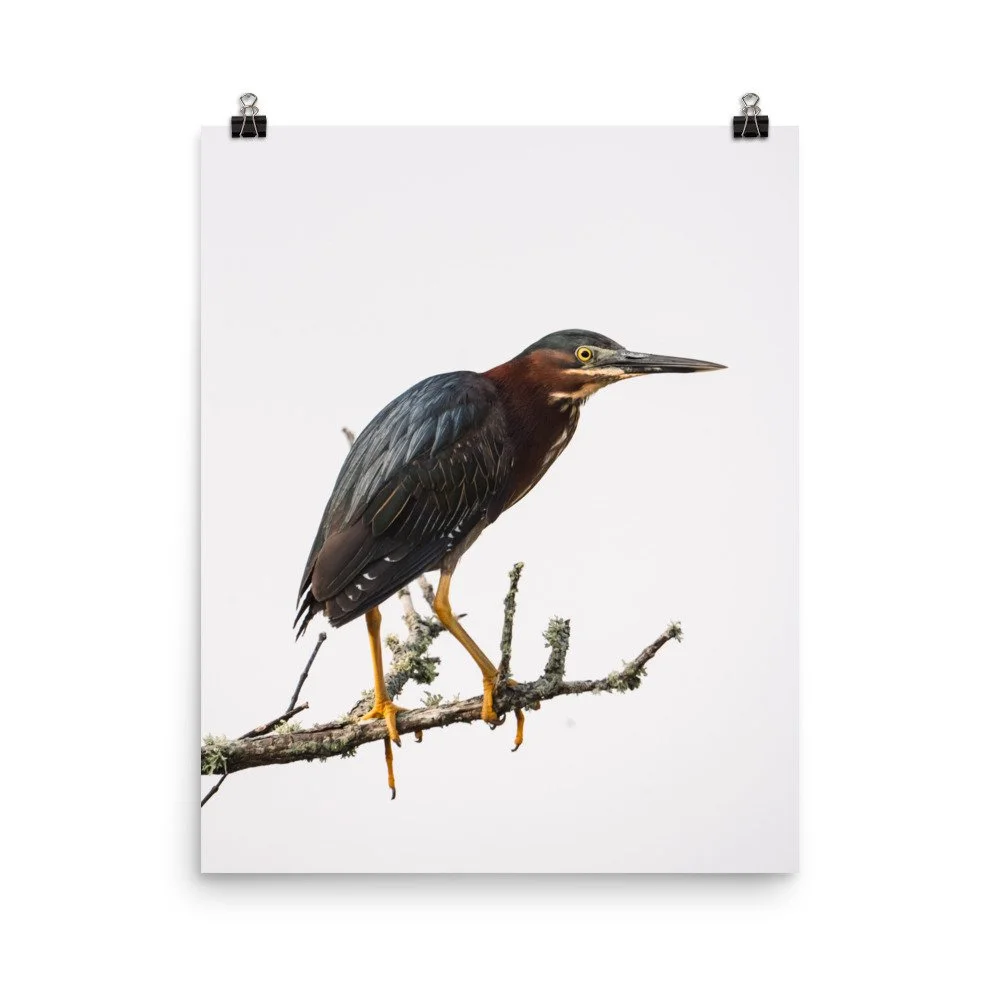premium-luster-photo-paper-poster-(in)-16x20-transparent-68d2c6cfd43e4.jpg